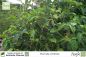 Preview: Morinda citrifolia Pflanzen