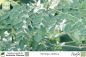 Preview: Moringa oleifera Pflanzen