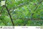 Preview: Morus alba Pflanzen