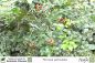Preview: Murraya paniculata Pflanzen