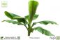 Preview: Musa basjoo Pflanzen