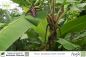 Preview: Musa paradisiaca Dwarf Cavendish Pflanzen