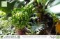 Preview: Musa x paradisiaca super dwarf cavendish Pflanzen