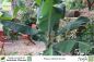 Preview: Musa sikkimensis Pflanzen