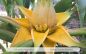 Preview: Musella lasiocarpa, Golden Lotus Banana