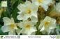 Preview: Nerium oleander Pflanze gelb gefüllt