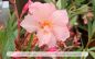 Preview: Nerium oleander Pflanze lachs gefüllt
