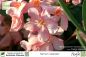 Preview: Nerium oleander Pflanze lachs