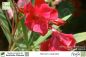 Preview: Nerium oleander Pflanze rot gefüllt