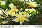Preview: Nerium oleander