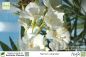 Preview: Nerium oleander Pflanze weiß gefüllt