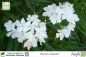 Preview: Nerium oleander Pflanze weiß