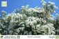 Preview: Nerium oleander Pflanze weiß