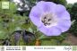 Preview: Nicandra physalodes