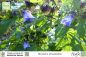 Preview: Nicandra physalodes