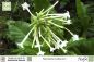 Preview: Nicotiana tabacum