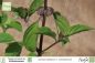 Preview: Ocimum basilicum cinnamomum