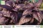 Preview: Ocimum basilicum purpureum