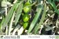Preview: Olea europaea Pflanze