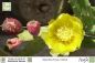 Preview: Opuntia ficus indica