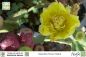 Preview: Opuntia ficus indica
