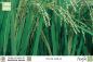 Preview: Oryza sativa