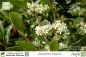 Preview: Osmanthus fragrans Pflanzen