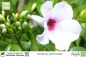 Preview: Pandorea jasminoides Pflanzen