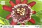 Preview: Passiflora alata Pflanzen