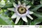 Preview: Passiflora caerulea Pflanzen