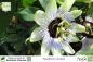 Preview: Passiflora caerulea Pflanzen