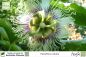 Preview: Passiflora edulis Pflanzen