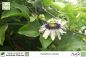 Preview: Passiflora edulis Pflanzen