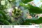 Preview: Passiflora edulis