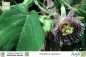 Preview: Passiflora ligularis