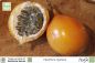 Preview: Passiflora ligularis