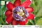 Preview: Passiflora quadrangularis Pflanzen