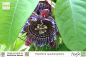 Preview: Passiflora quadrangularis