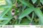 Preview: Passiflora violacea Pflanzen