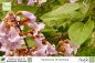 Preview: Paulownia tomentosa Pflanzen