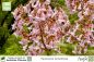 Preview: Paulownia tomentosa Pflanzen