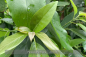 Preview: Persea americana, Avocado, Alligatorbirne, Avocadobaum, Pflanzen