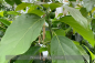 Preview: Persea americana, Avocado, Alligatorbirne, Avocadobaum, Pflanzen