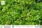 Preview: Petroselinum crispum neapolitanicum