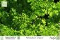 Preview: Petroselinum crispum