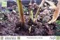 Preview: Phyllostachys edulis