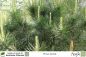 Preview: Pinus pinea Pflanzen