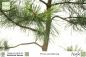 Preview: Pinus ponderosa
