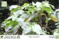 Preview: Piper auritum Pflanzen