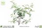 Preview: Pistacia lentiscus Pflanzen